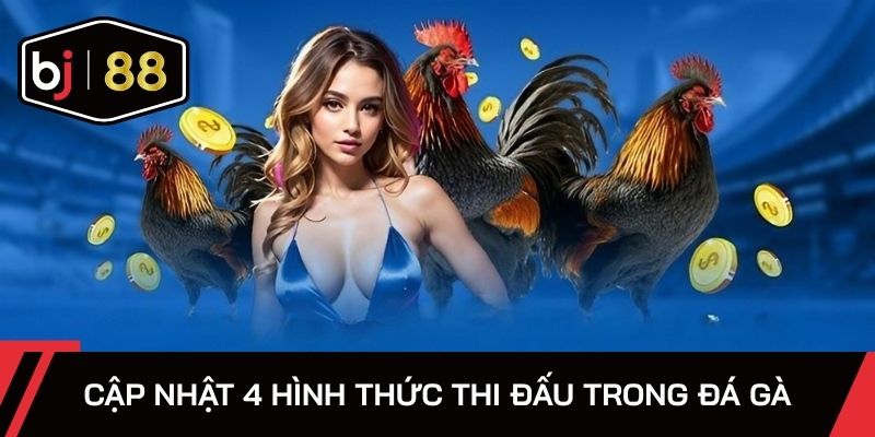 Cập nhật 4 hình thức thi đấu trong đá gà