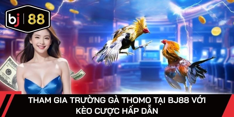 Tham gia trường gà Thomo tại BJ88 với kèo cược hấp dẫn